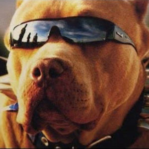 Meet your Posher, Drake